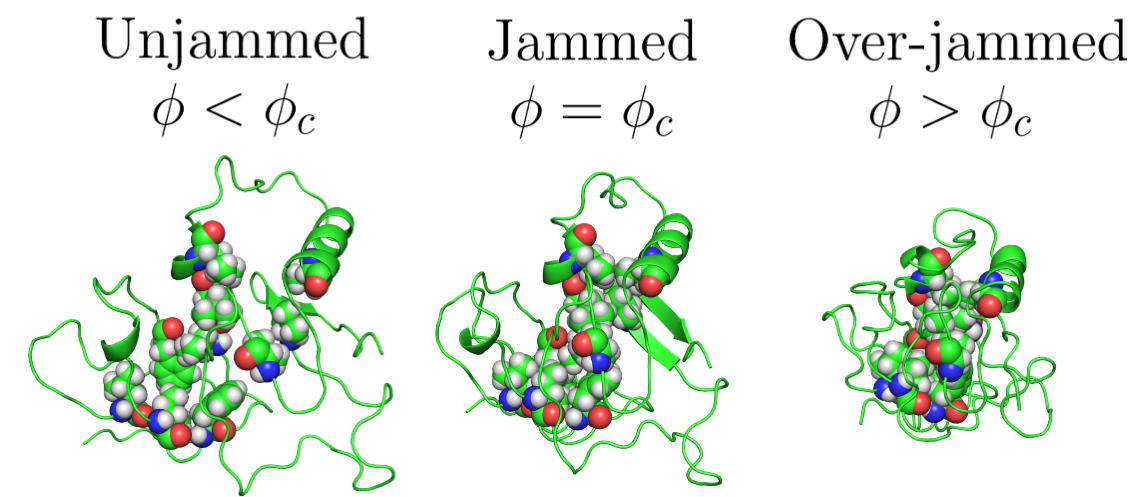 Protein jamming transition